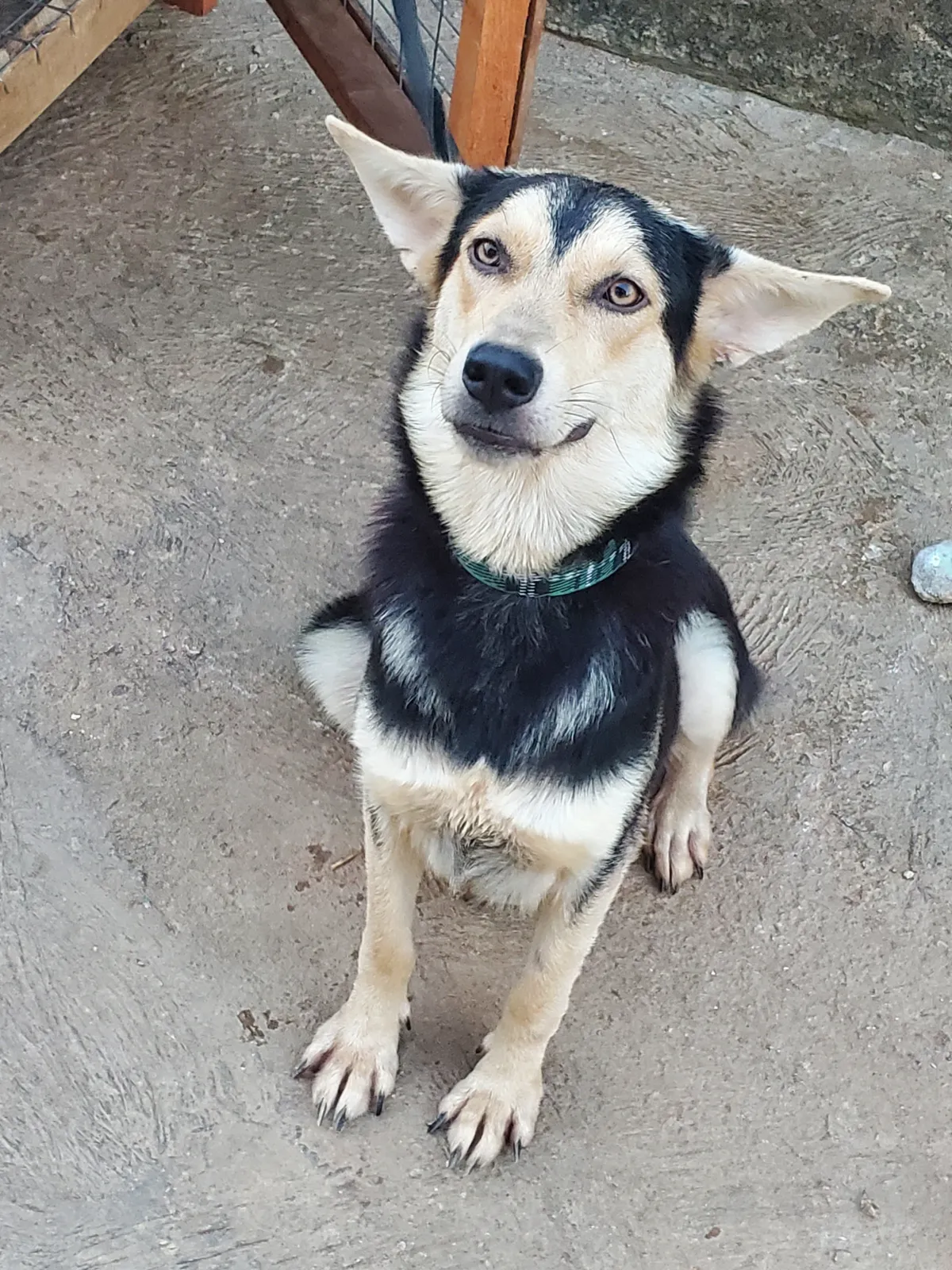 Husky-Shepherd Ready For A New Home - Image 6