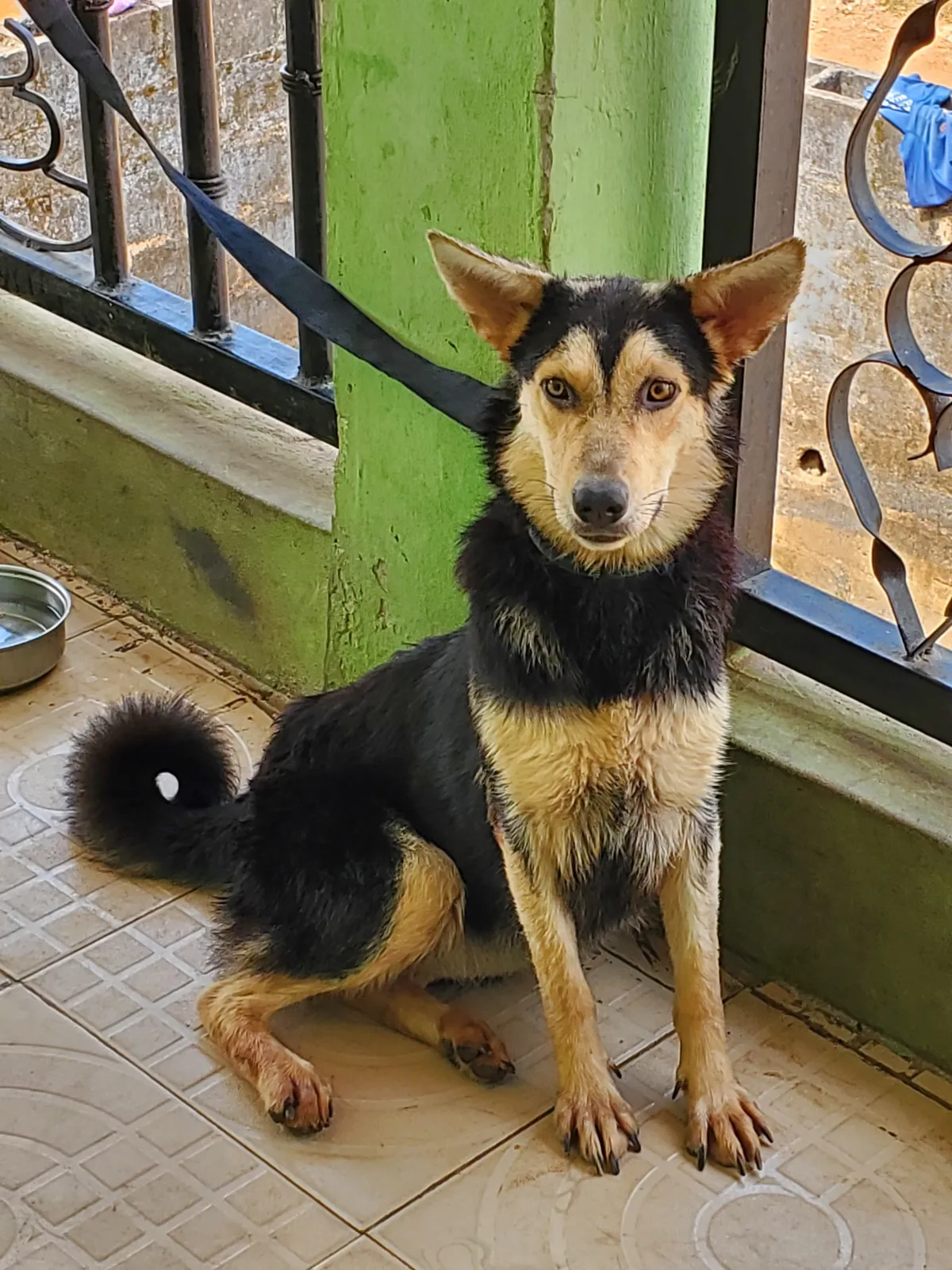 Husky-Shepherd Ready For A New Home - Image 7