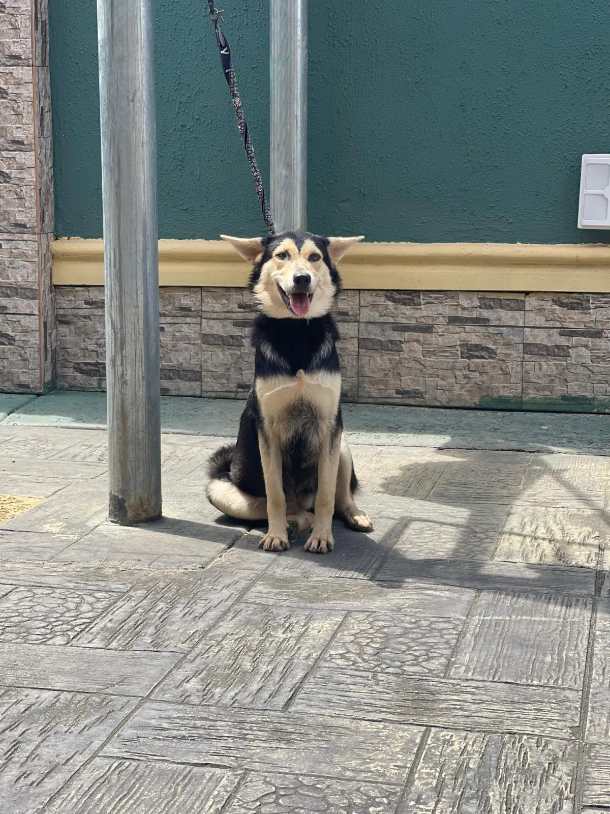 Husky-Shepherd Ready For A New Home - Image 8