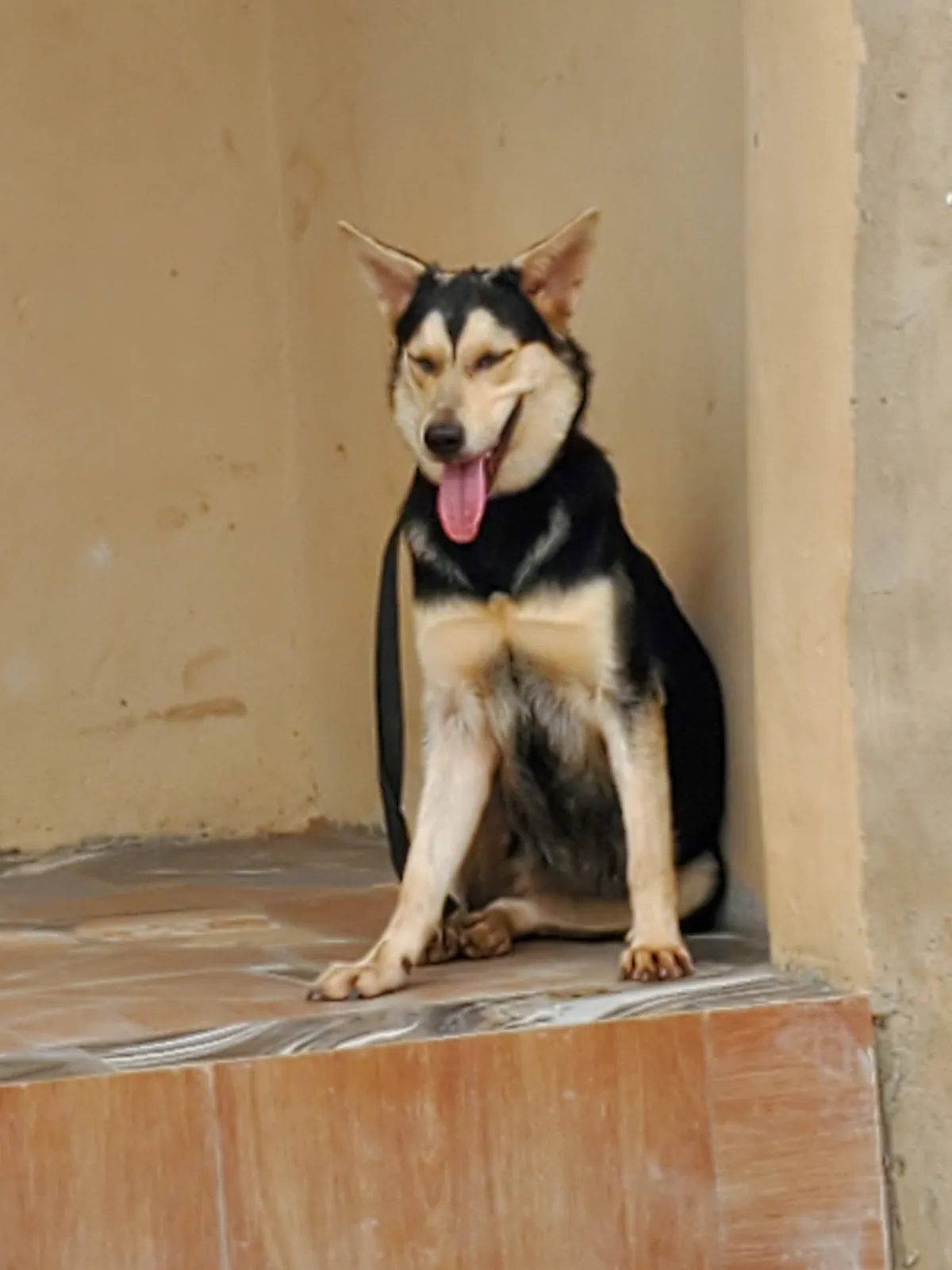 Husky-Shepherd Ready For A New Home - Image 9