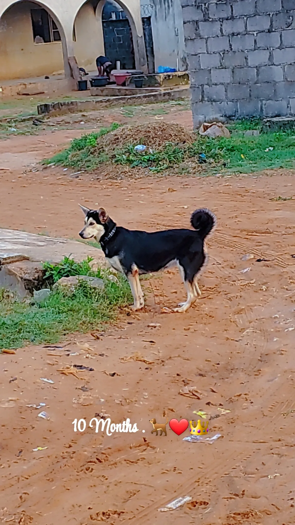 Husky-Shepherd Ready For A New Home - Image 10