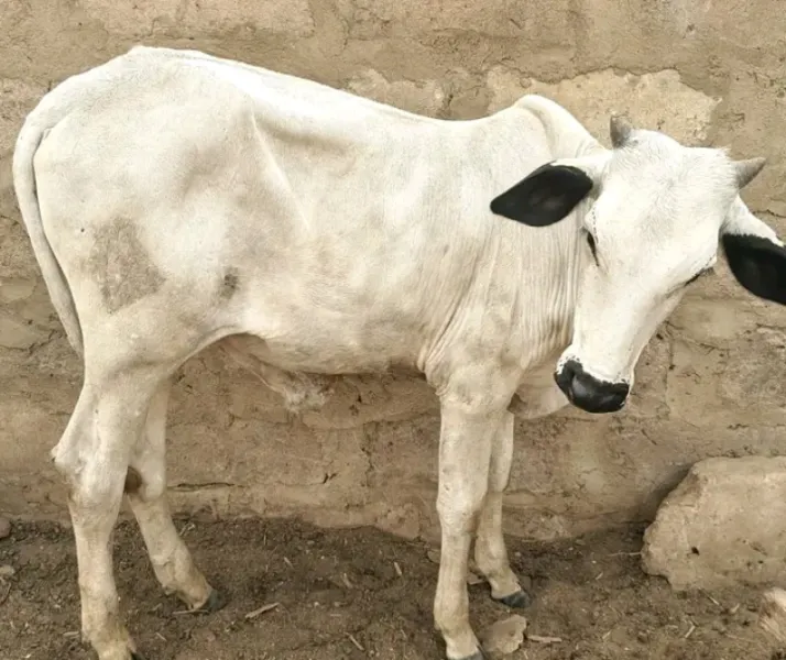 Young local and foreign cow for sale