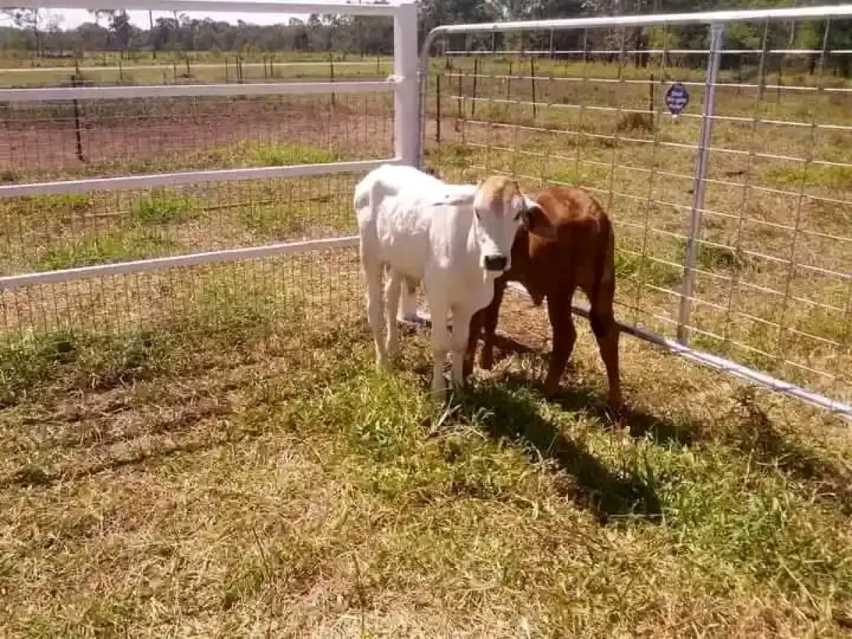 Young local and foreign cow for sale - Image 2