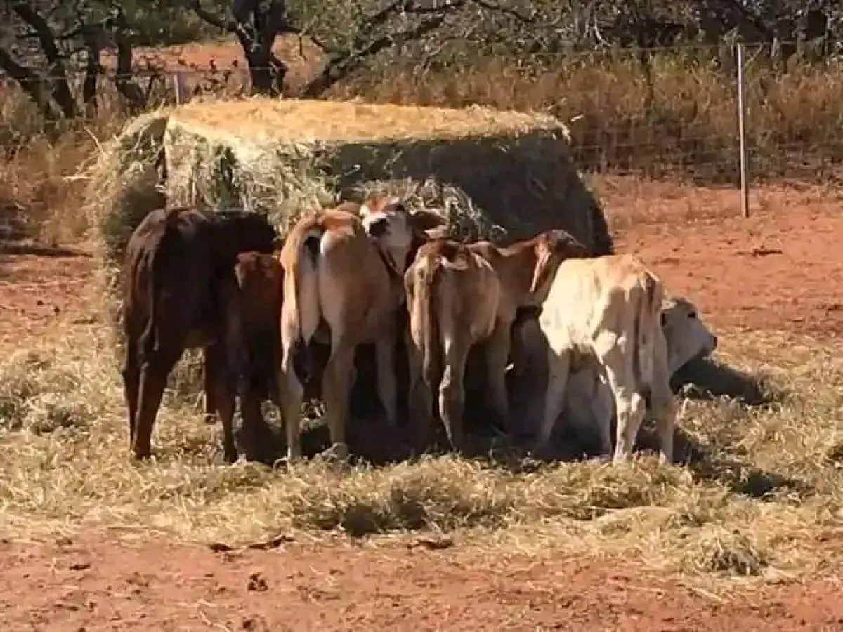 Young local and foreign cow for sale - Image 3