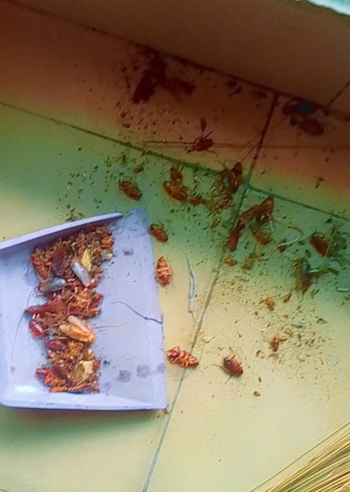 Lesekese Bedbug and Cockroach instant killer - Image 1