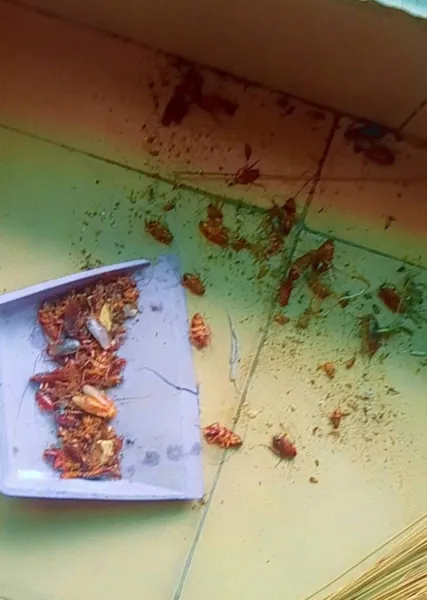 Lesekese Bedbug and Cockroach instant killer