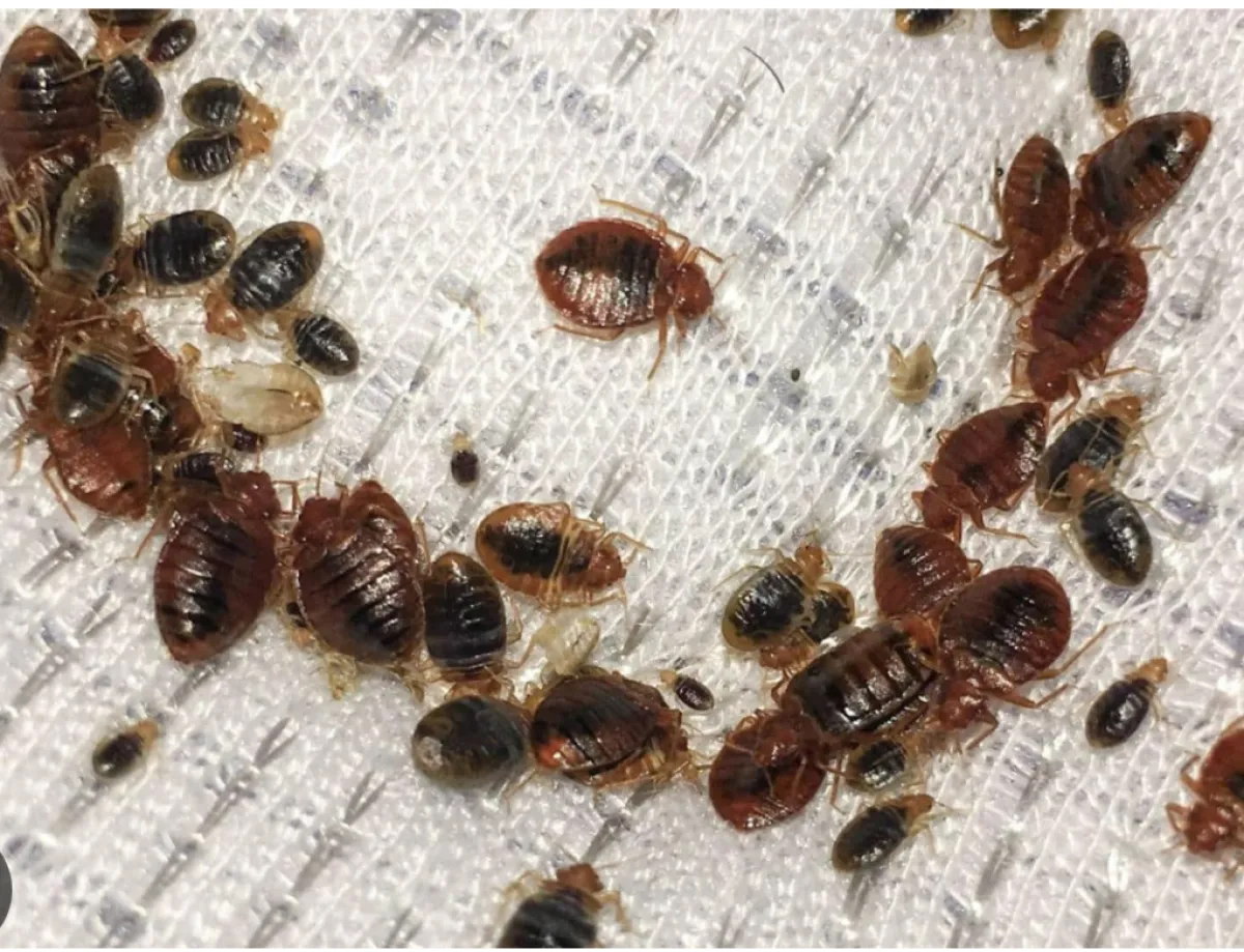 Lesekese Bedbug and Cockroach instant killer - Image 2