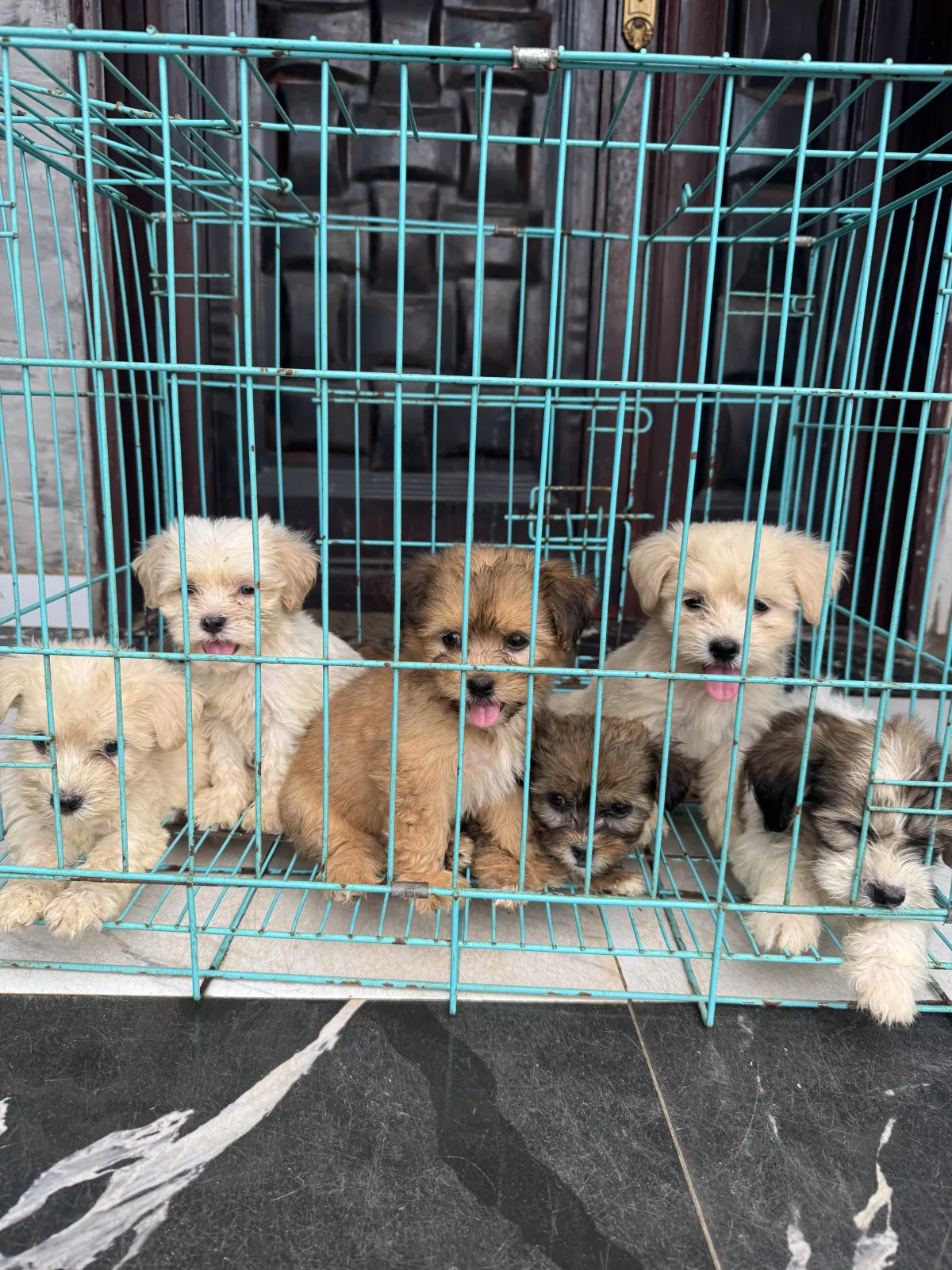 Lhasa puppies - Image 1