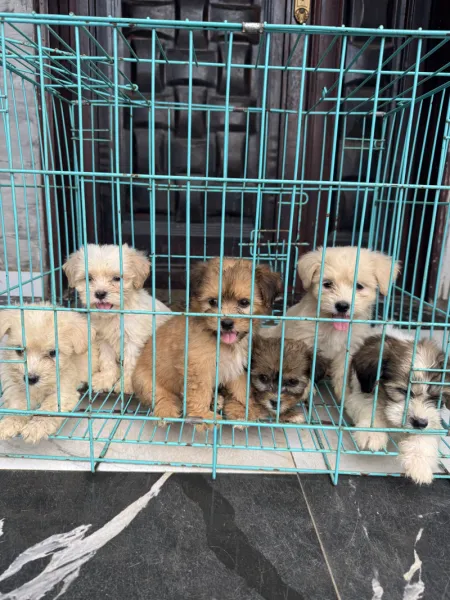 Lhasa puppies