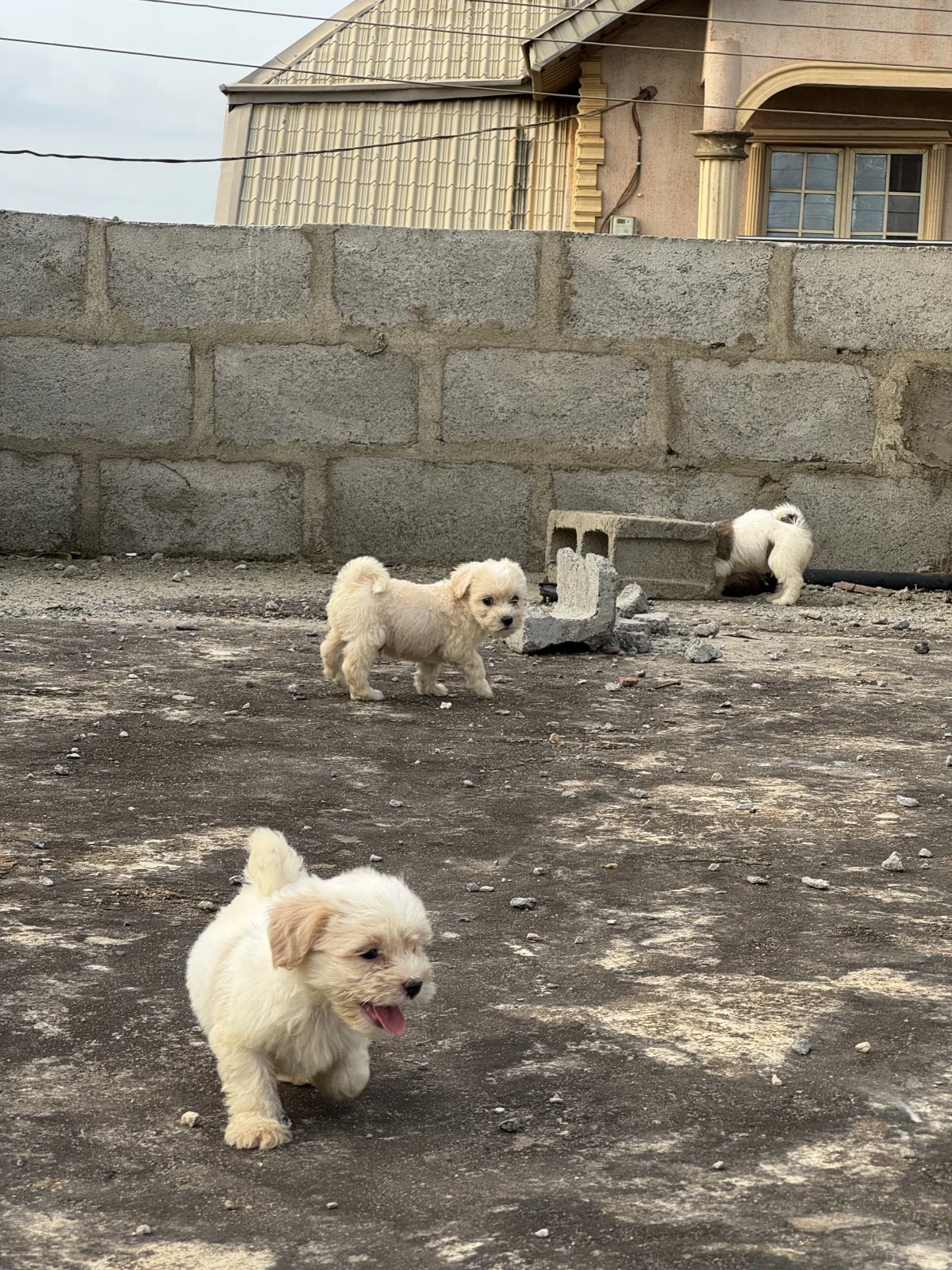 Lhasa puppies - Image 2