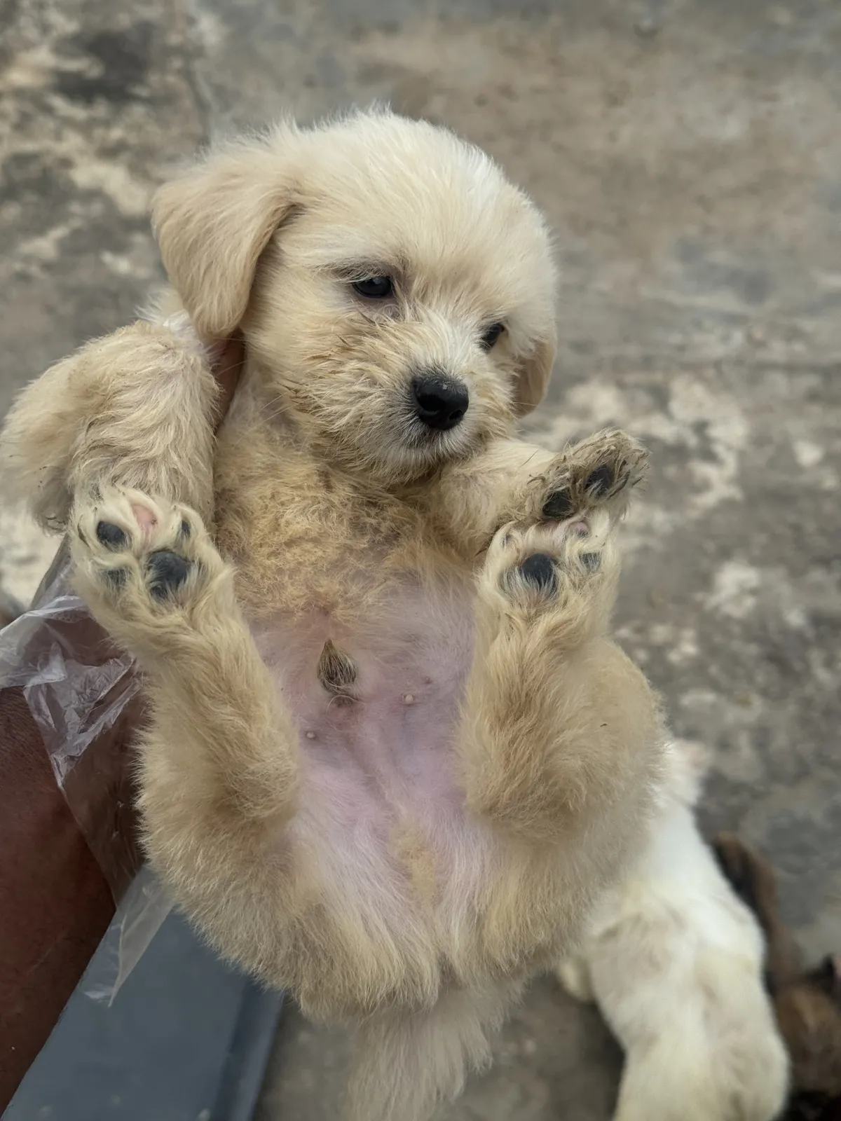 Lhasa puppies - Image 3