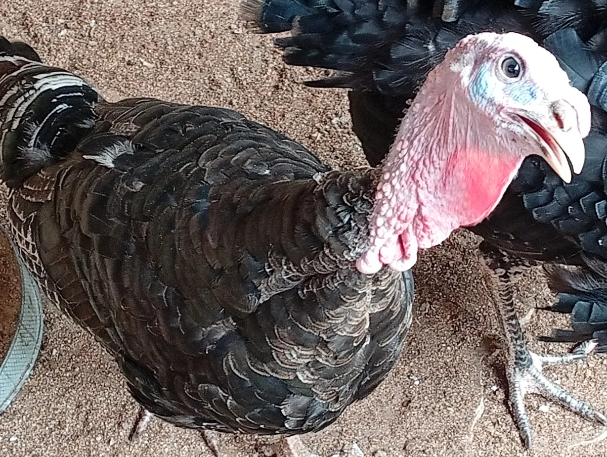Turkeys - Image 2