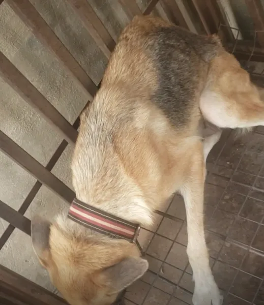 Adult German shepherd For sale