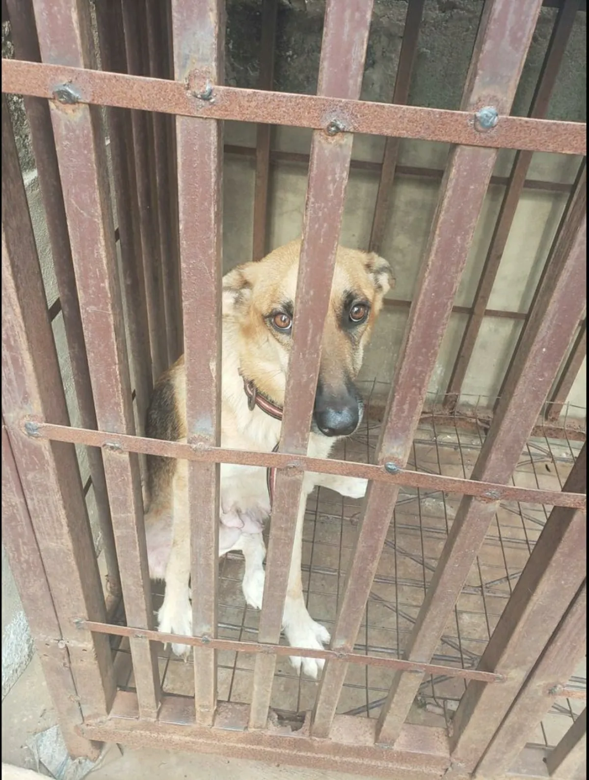 Adult German shepherd For sale - Image 2