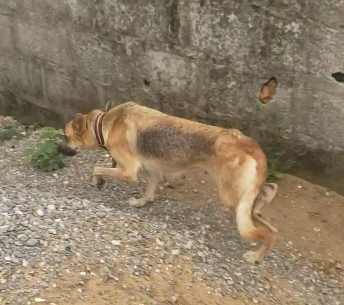 Adult German shepherd For sale - Image 3