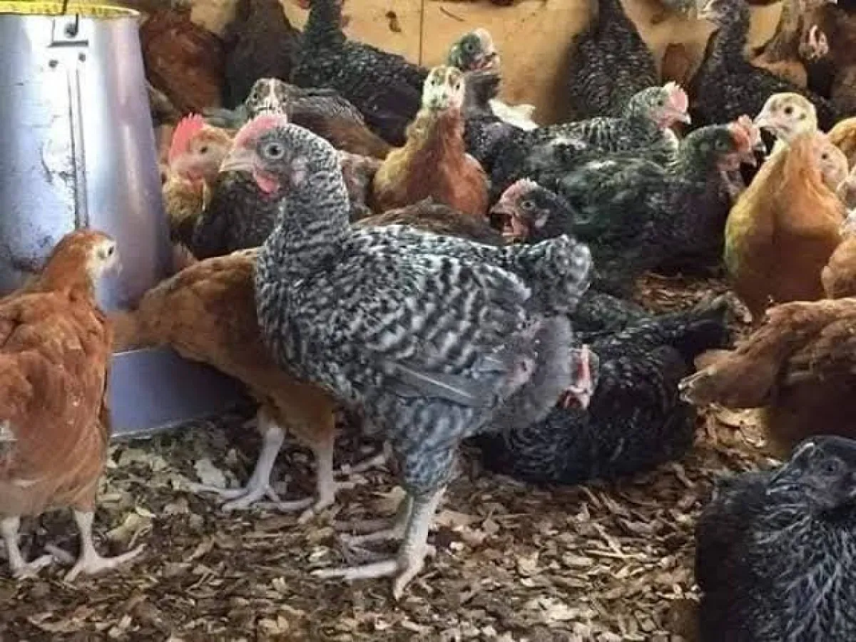Foreign kuroler chicken is available for sale - Image 1