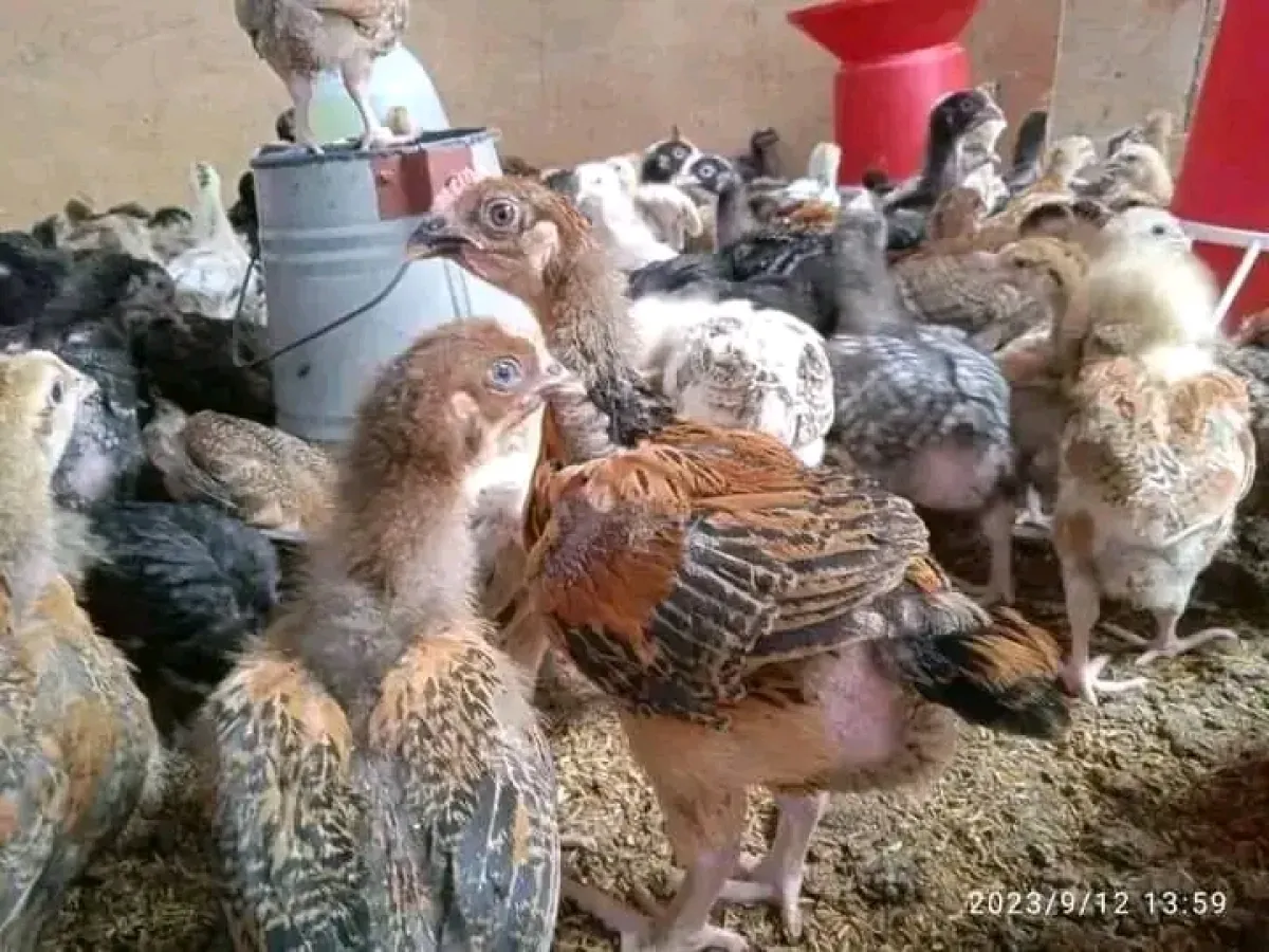 Foreign kuroler chicken is available for sale - Image 2