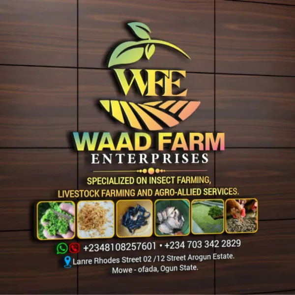 Black Soldier Fly egg