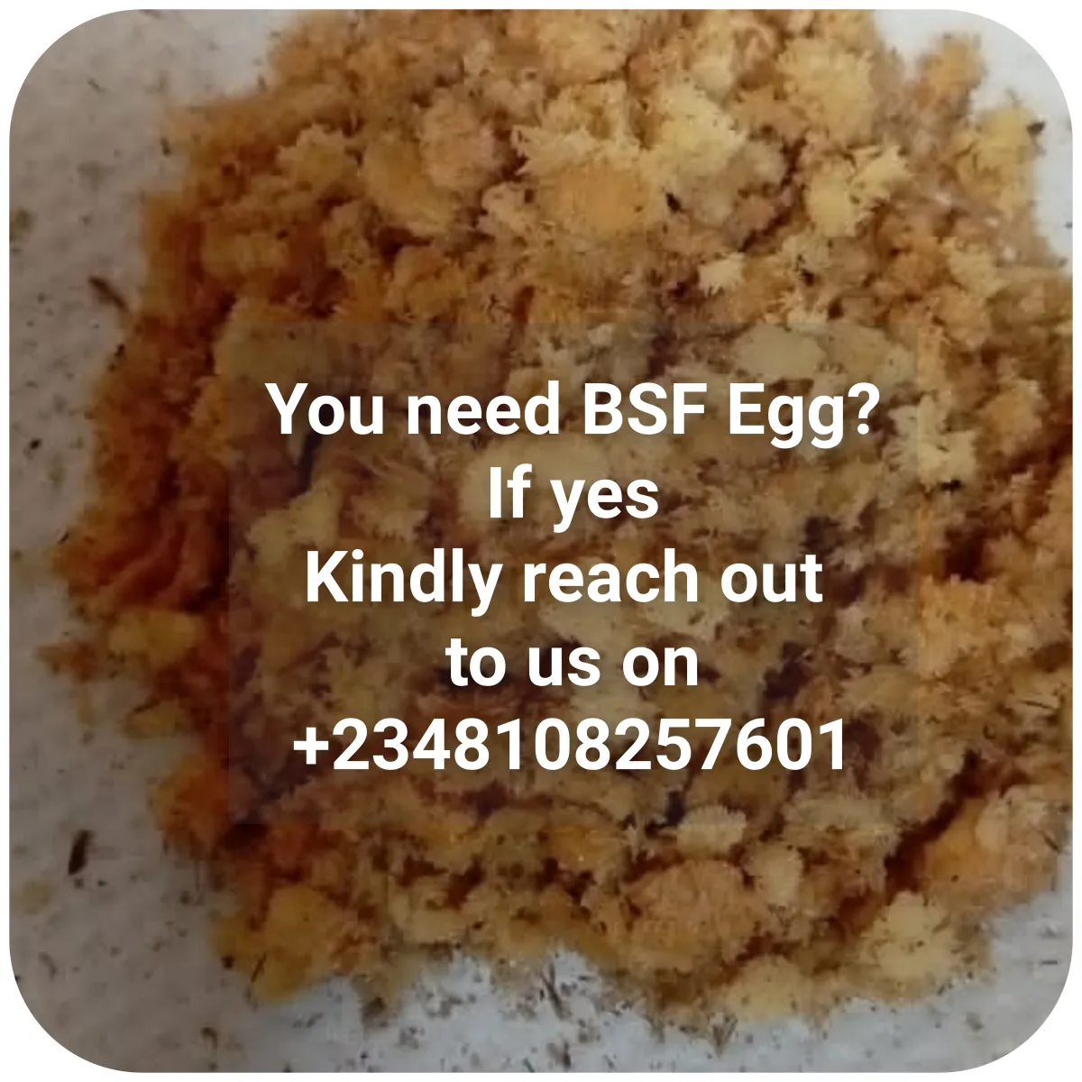 Black Soldier Fly egg - Image 3