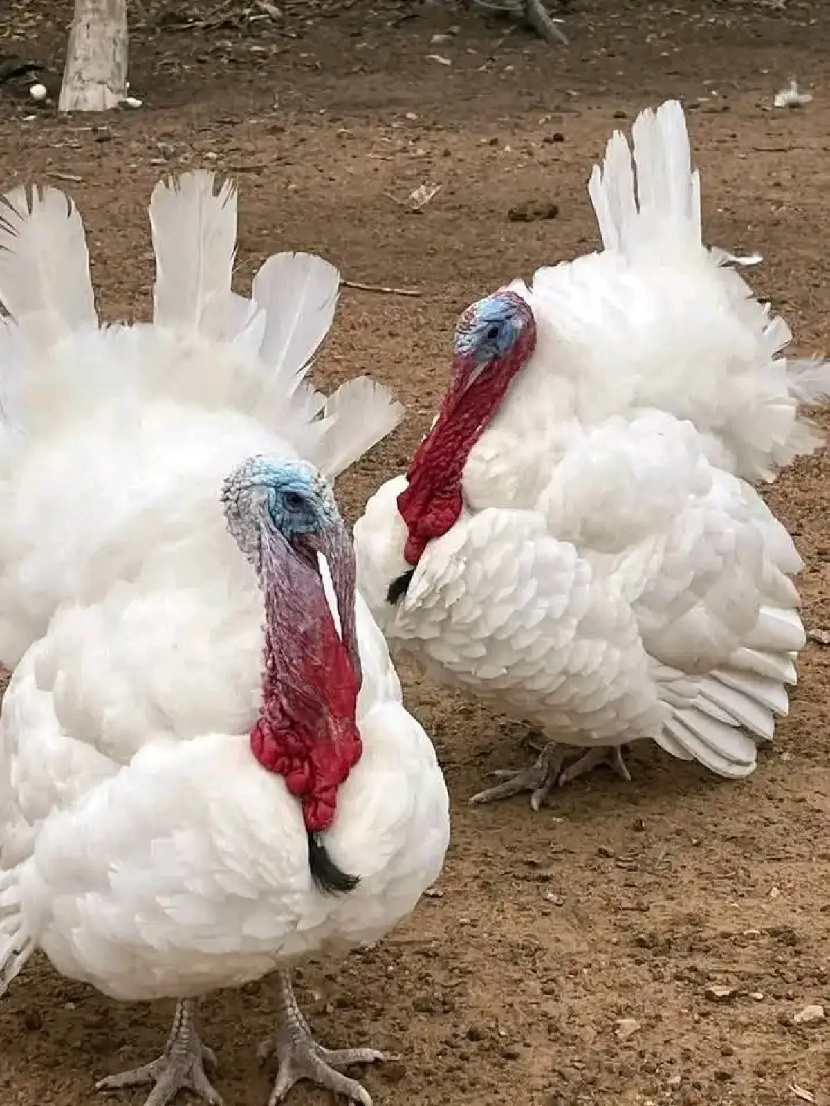 FOREIGN TURKEY 8 WEEKS #19,000 - Image 1