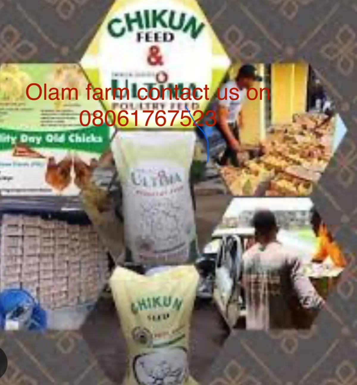 Olam farms nigeria poultry feeds and bags of rice for sale - Image 4