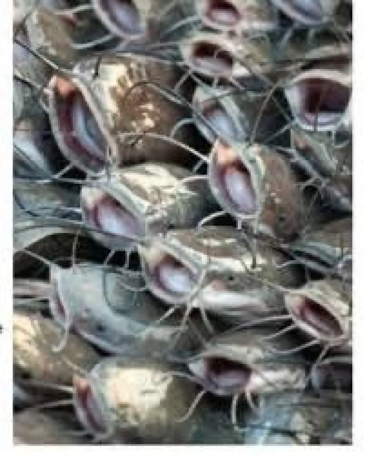 chikun poultry feeds for sale at olam farms nigeria - Image 4