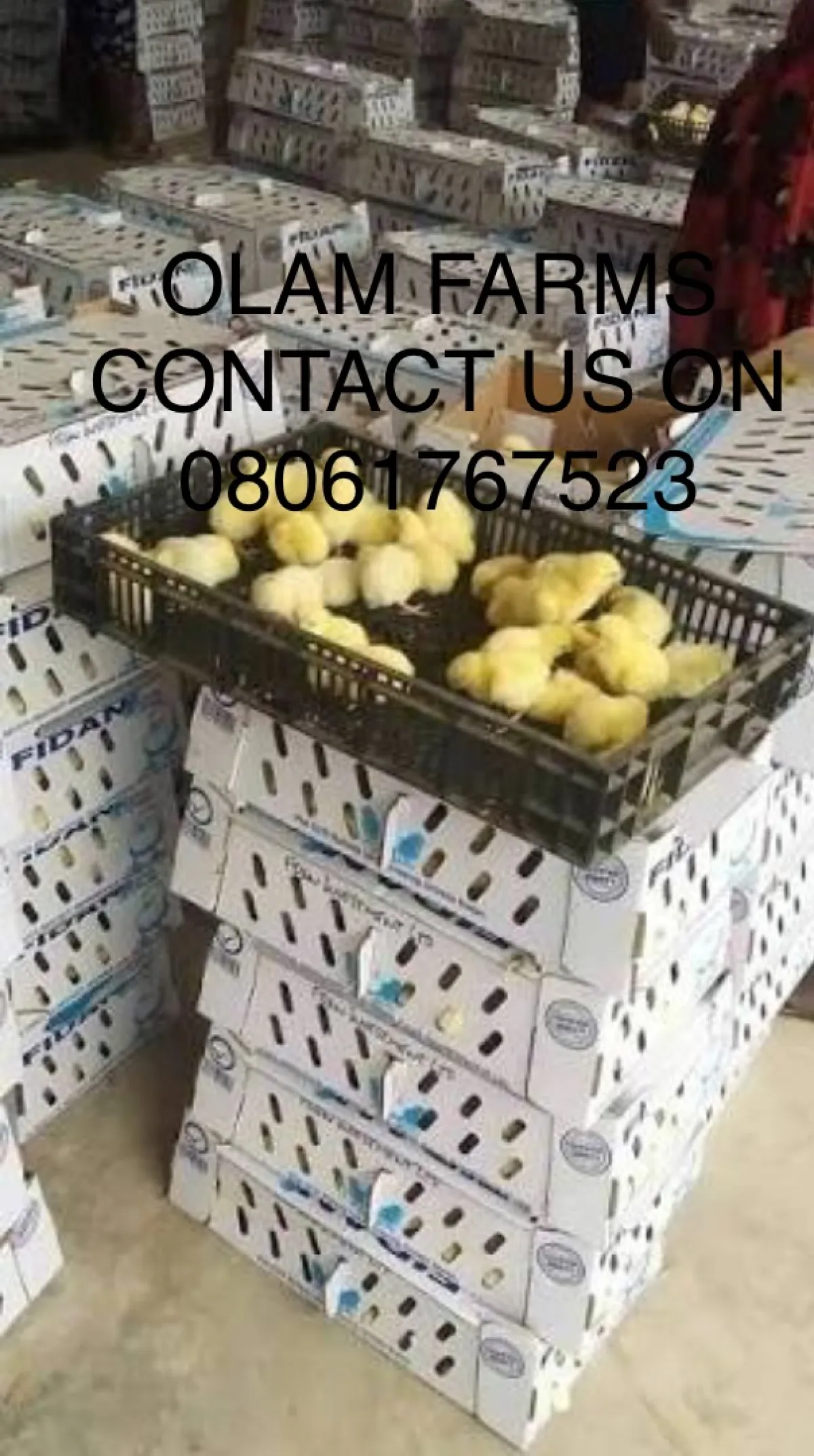 Olam Agri nigeria limited - Image 1