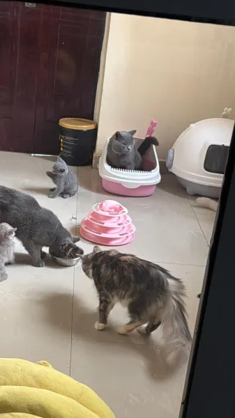 Foreign cat