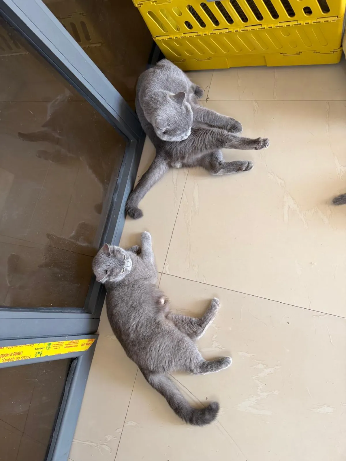 Foreign cat - Image 3