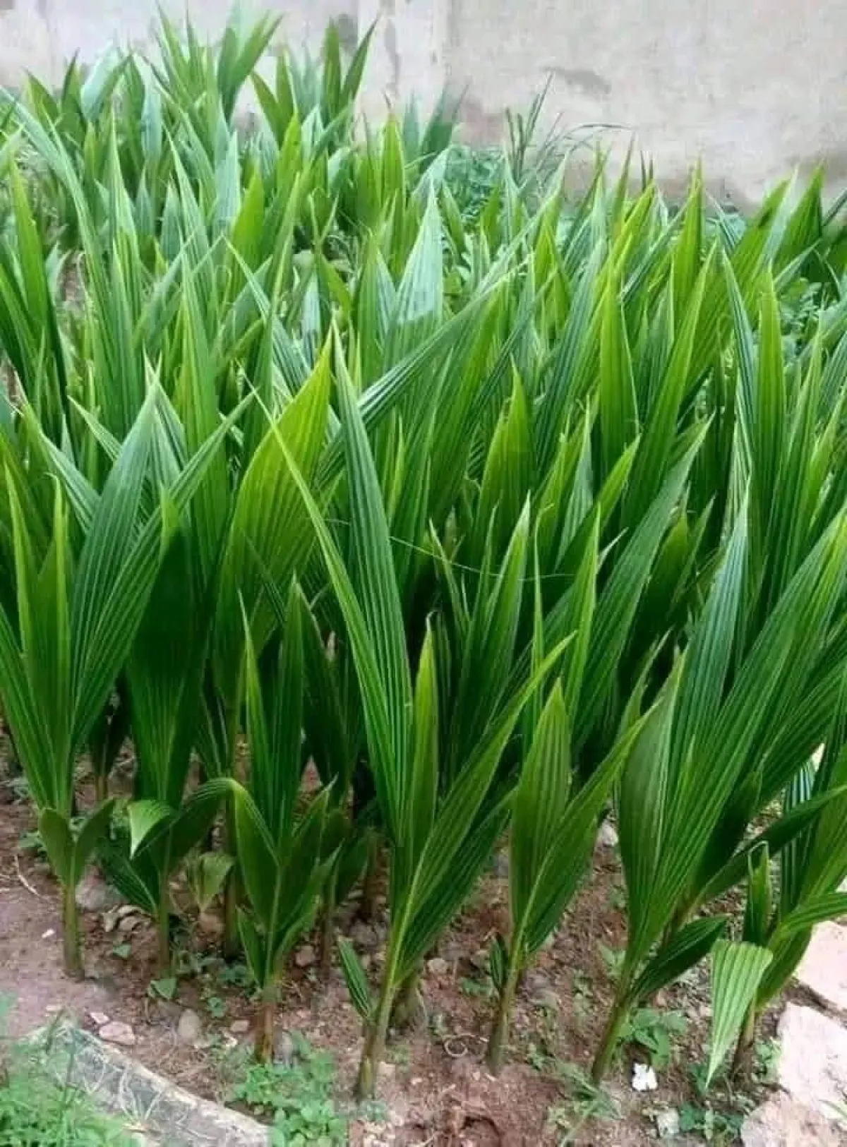 Palms oil seedlings - Image 2