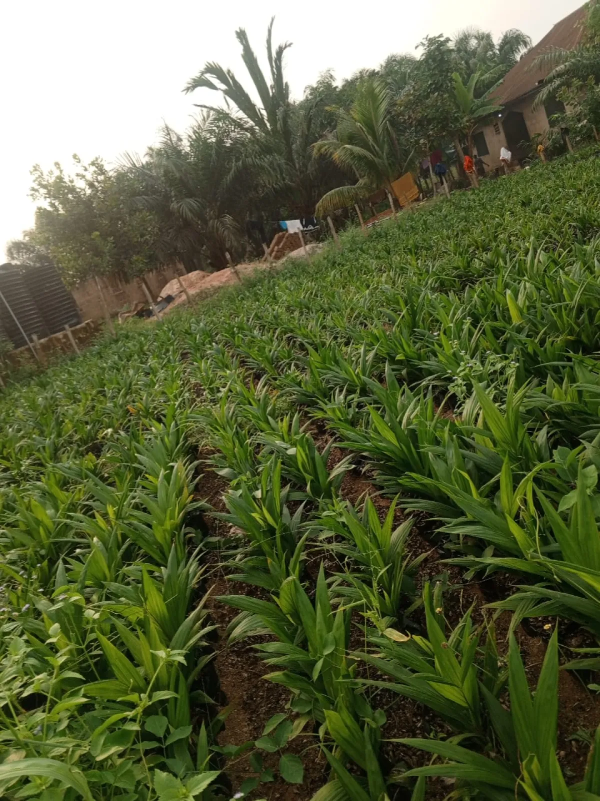 Palms oil seedlings - Image 3