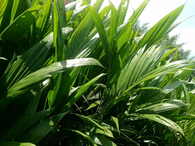 Palm oil seedlings Malaysia Supergene en available