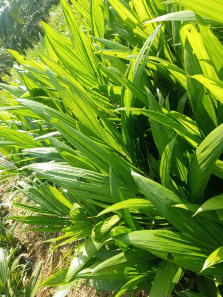 Start your palm investment right! Supergene Malaysia Palm Seedlings avai