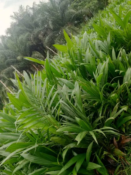 Invest in that your acres of land that you're not using with supergene