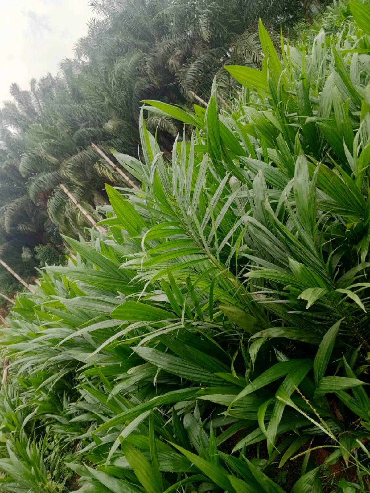 Invest in that your acres of land that you're not using with supergene - Image 2