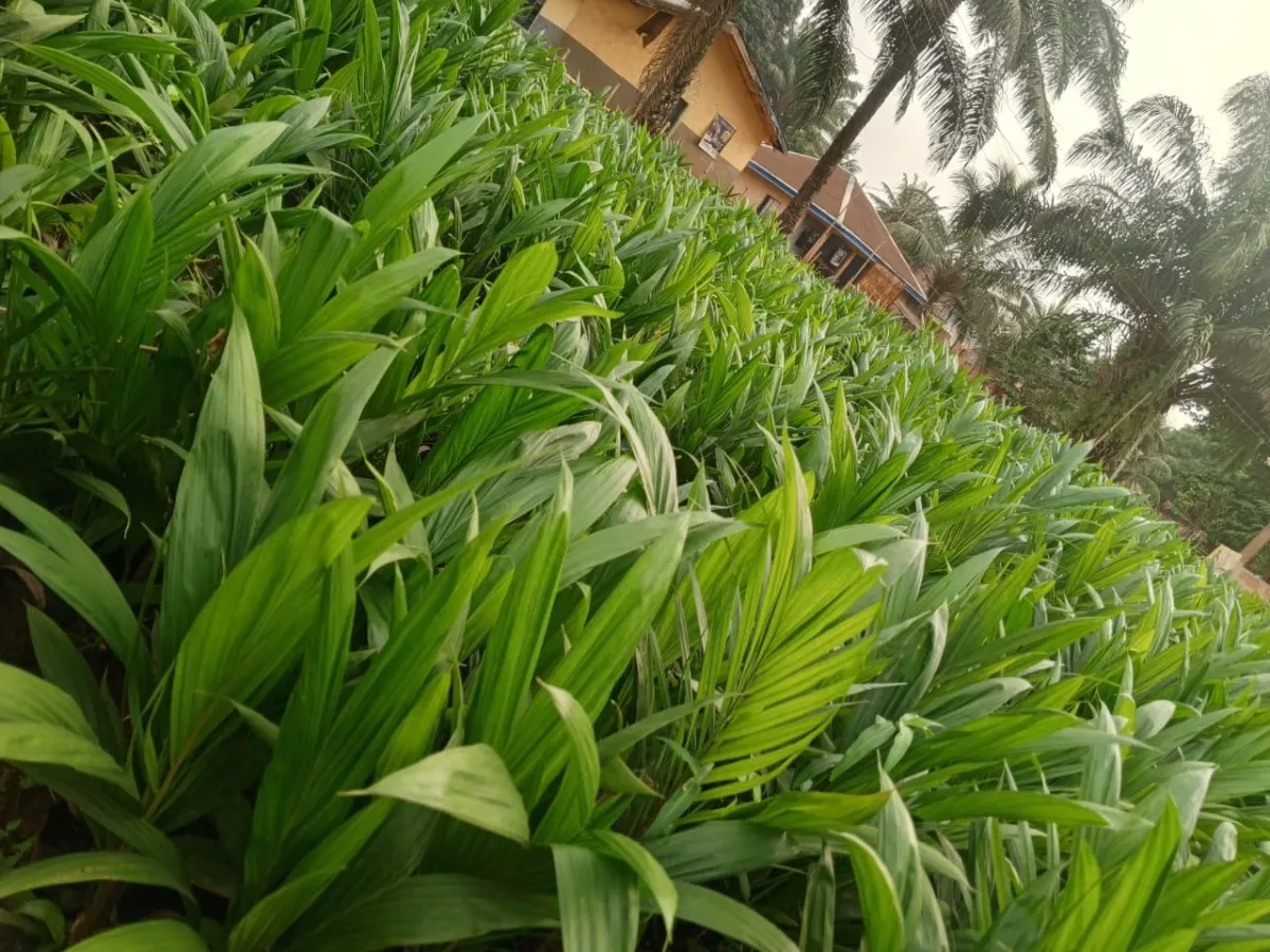 Invest in that your acres of land that you're not using with supergene - Image 3
