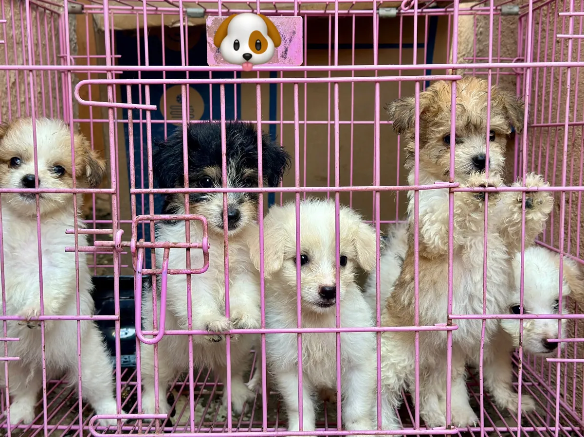 Puppies - Image 1