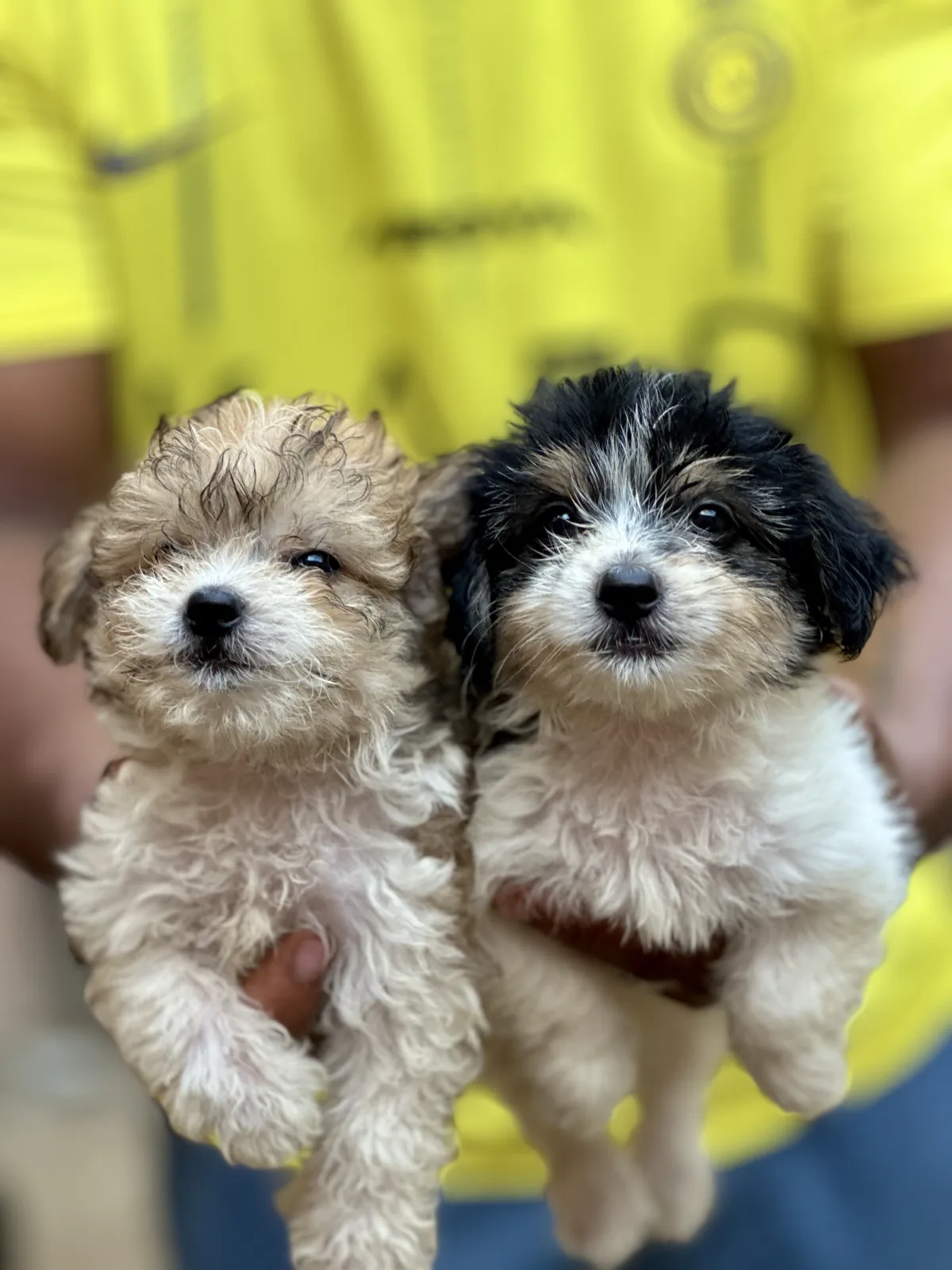 Puppies - Image 2