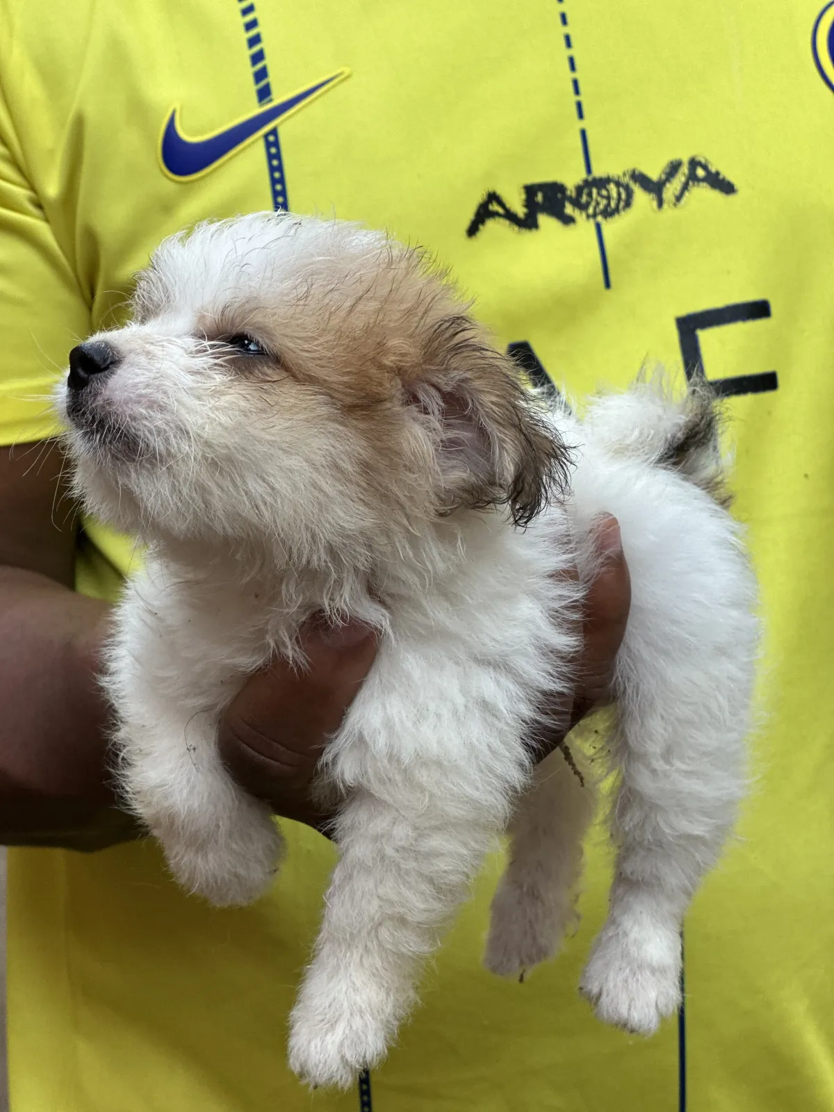 Puppies - Image 4