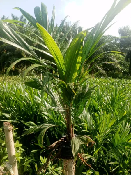 Invest palm oil seedlings for that land that's wasting in the bush now a