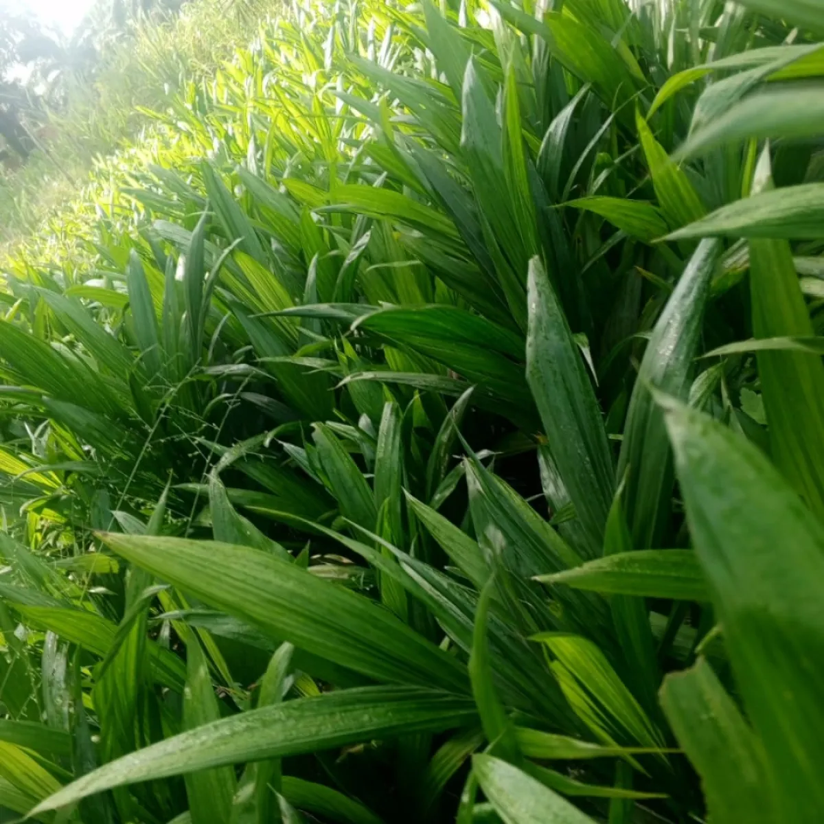 Palm oil seedlings - Image 1