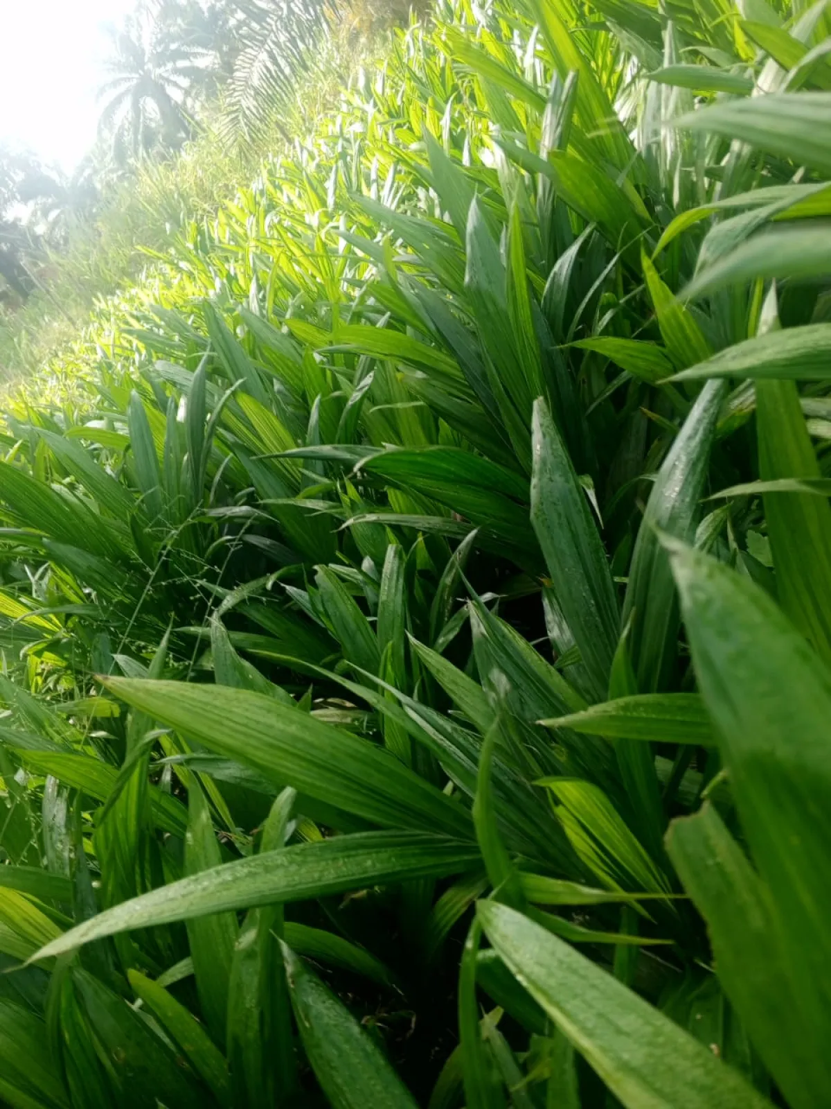 Palm oil seedlings - Image 2