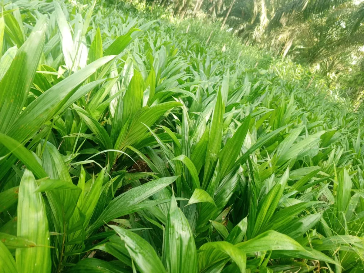 Palm oil seedlings - Image 3