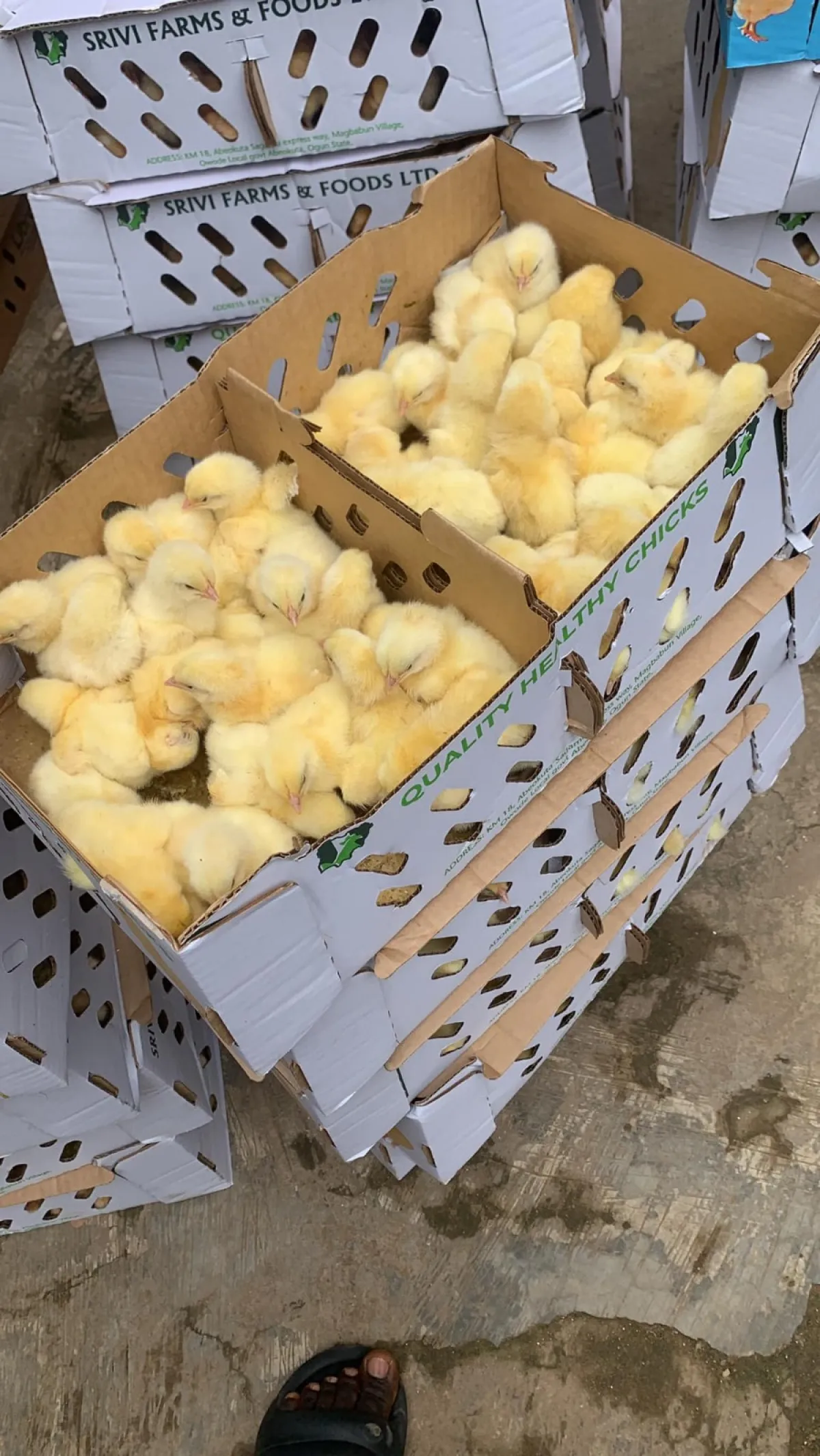 healthy poultry birds, quality farm produce, feeds, and wholesale eggs - Image 3