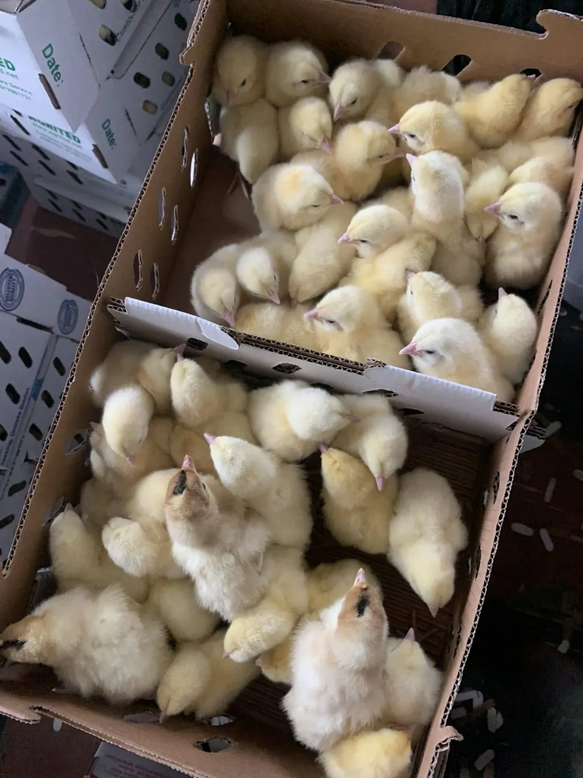 healthy poultry birds, quality farm produce, feeds, and wholesale eggs - Image 4