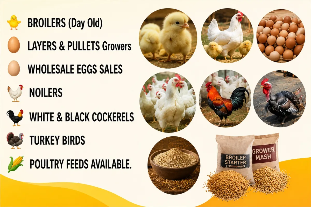 healthy poultry birds, quality farm produce, feeds, and wholesale eggs - Image 5