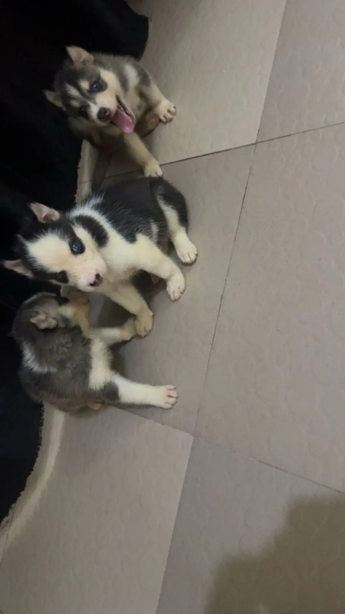 Siberian husky blue eyes - Image 2