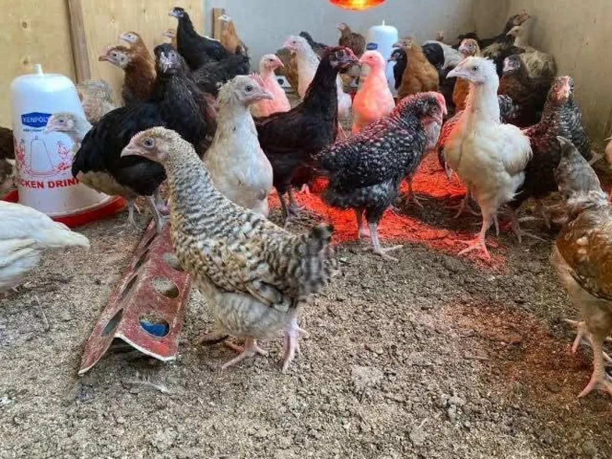 5weeks old kuroler for sale - Image 2