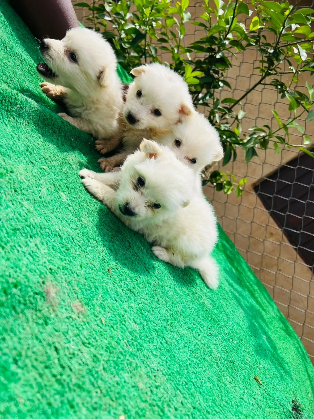 Both sex American Eskimo puppies - Image 1