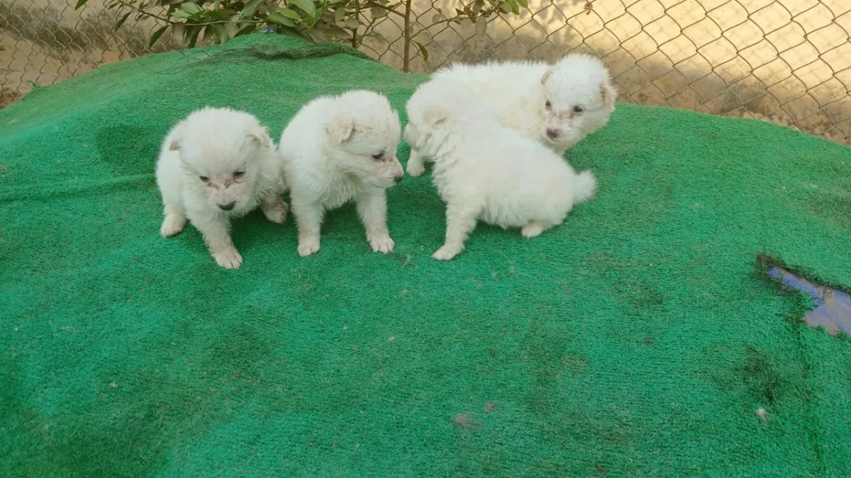 Both sex American Eskimo puppies - Image 2